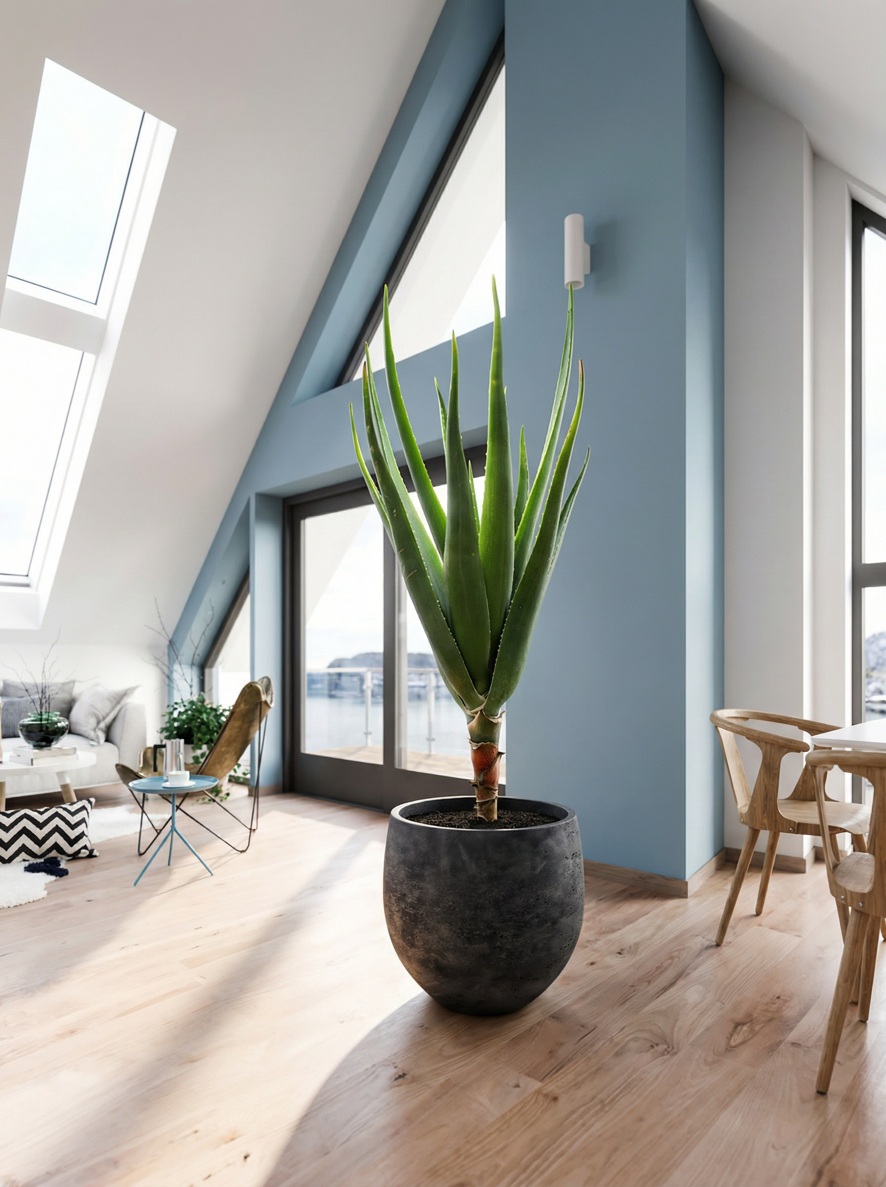 Aloë Barberae kopen - Plantelièr
