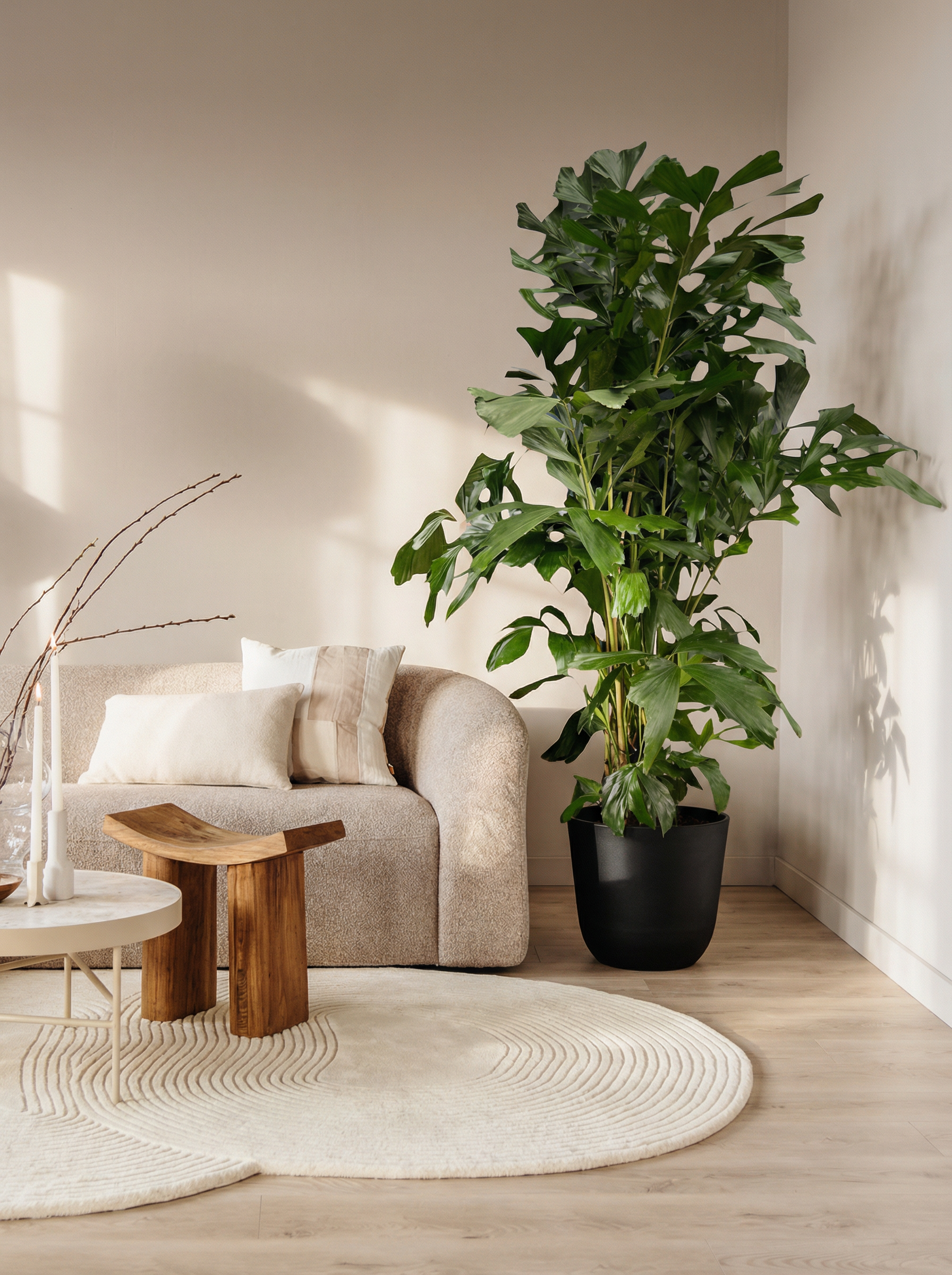 Caryota Mitis kopen - Plantelièr