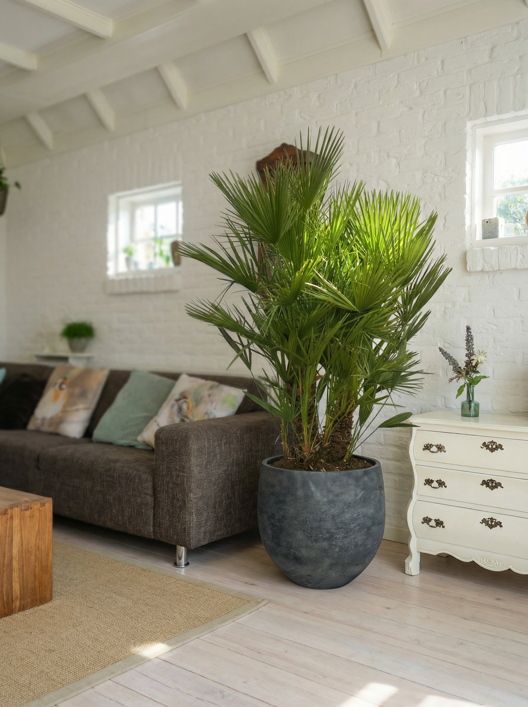 Chamaerops Humilis kopen - Plantelièr