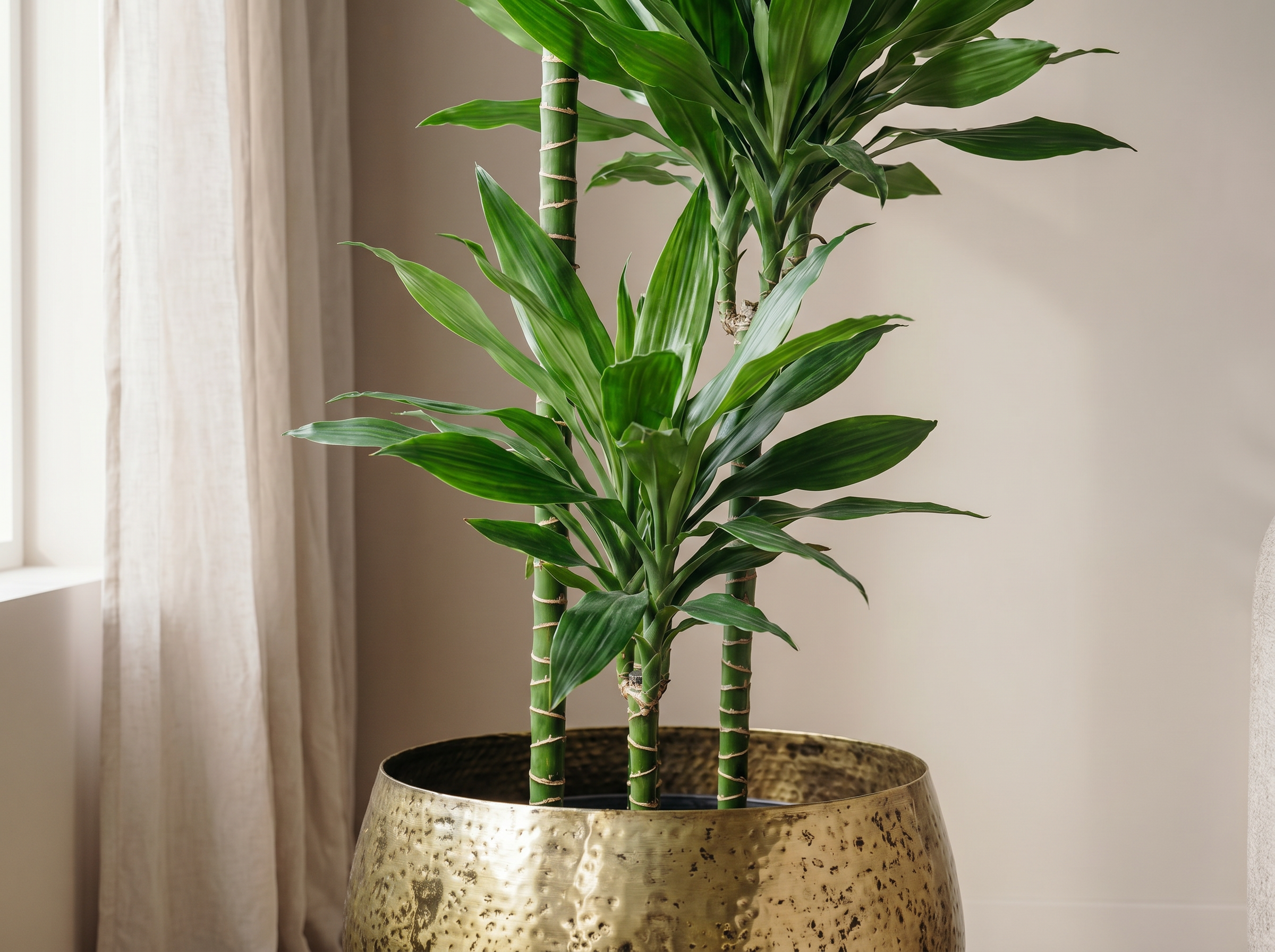 Dracaena Janet Lind XXL in een industriële woonkamer met betonvloer