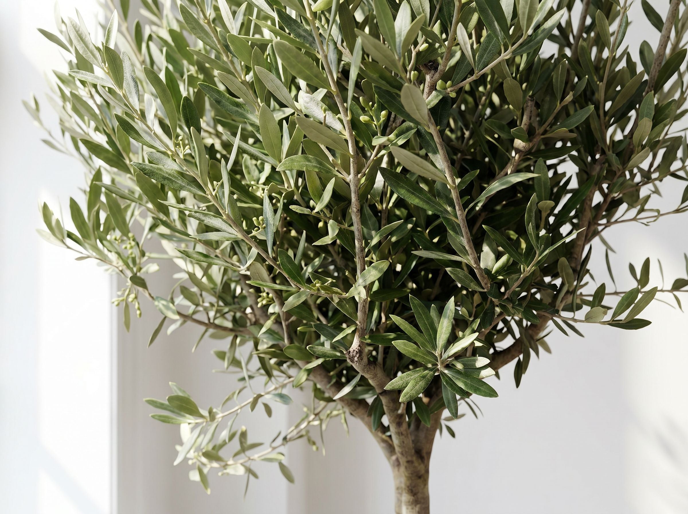 Olea Europaea op stam in een licht mediterraans interieur