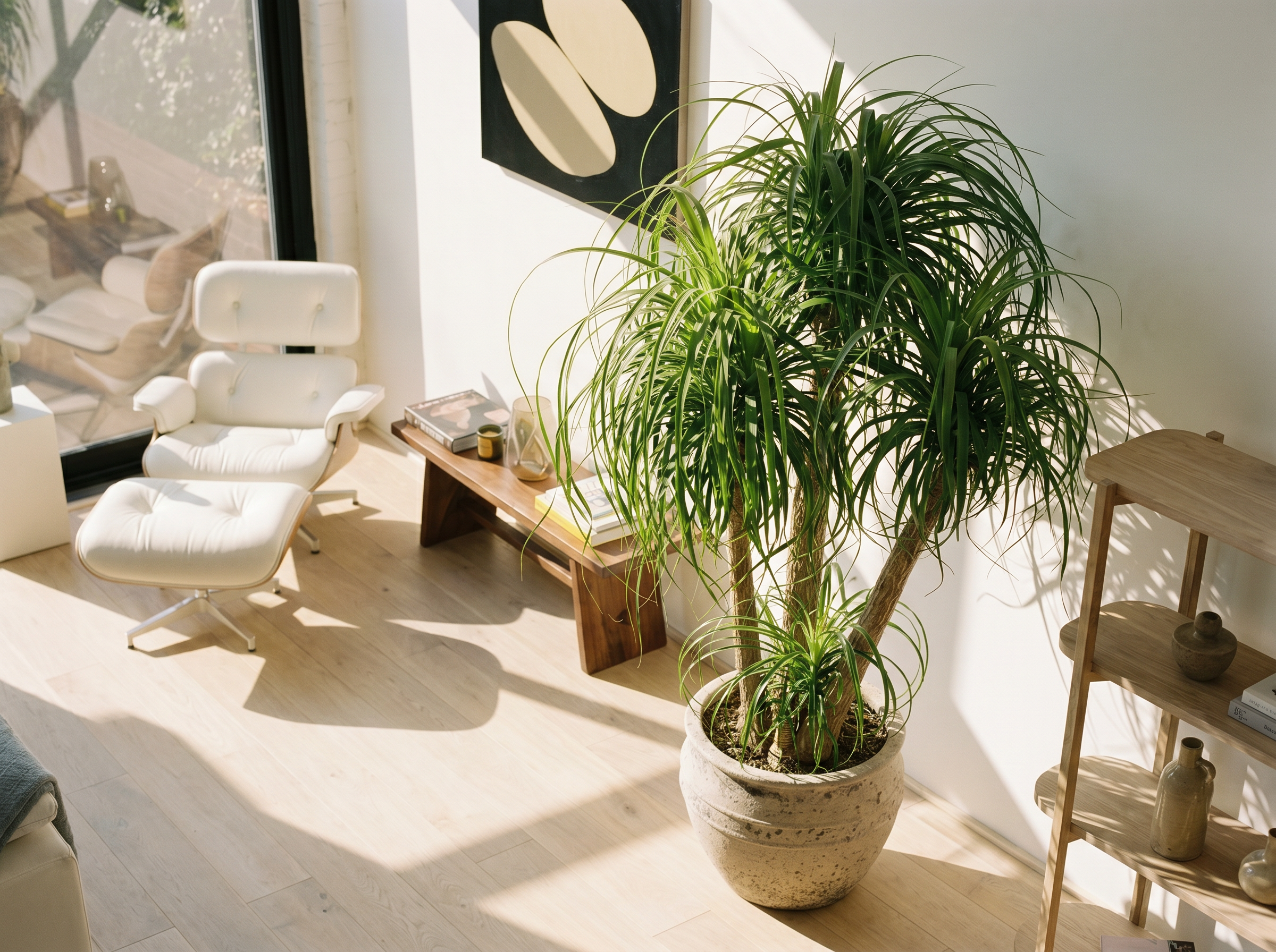 Beaucarnea Multi Stam in mediterraans interieur