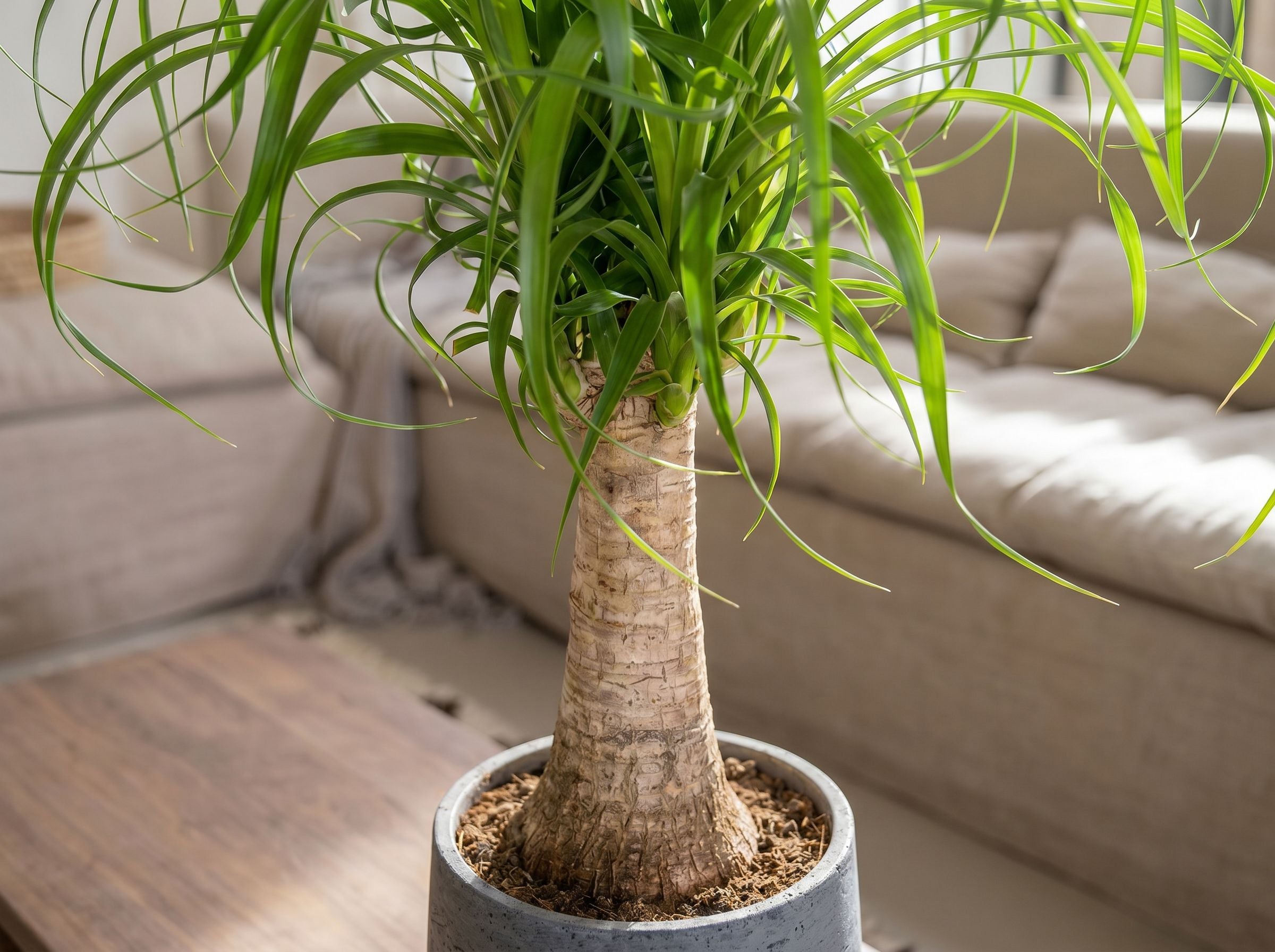 Beaucarnea Recurvata Stam (Accent) bladstructuur close-up