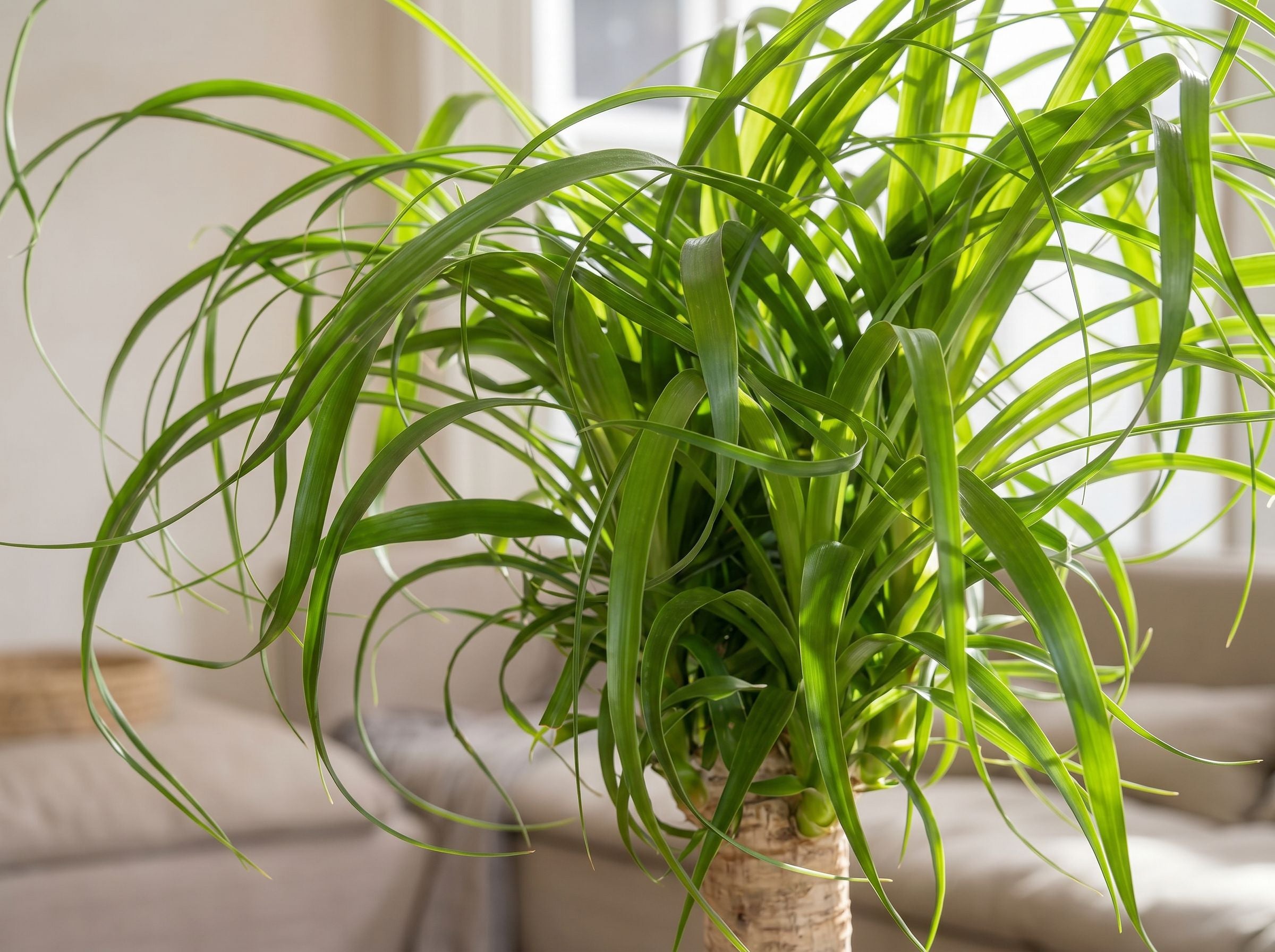 Beaucarnea Recurvata Stam (Accent) olifantspoot volledige plant