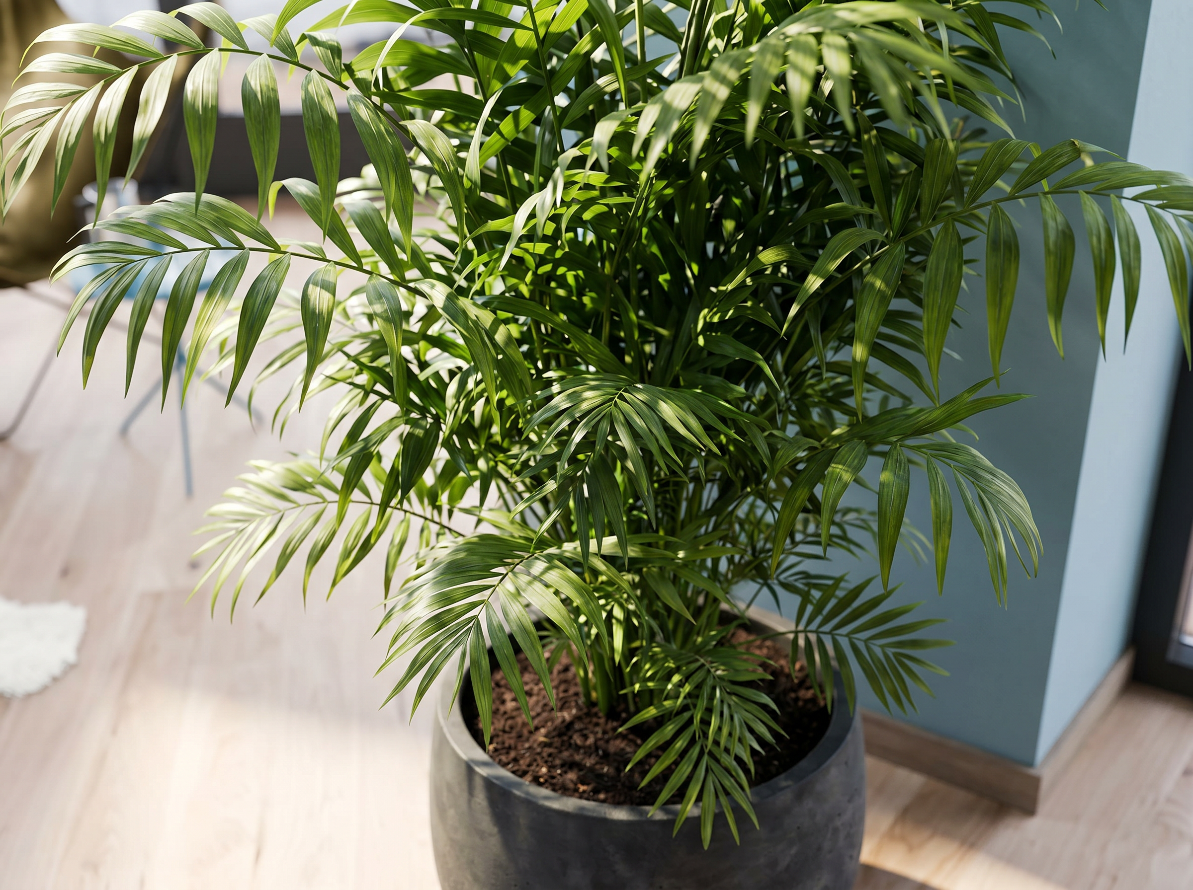 Chamaedorea Elegans in bohemian interieur