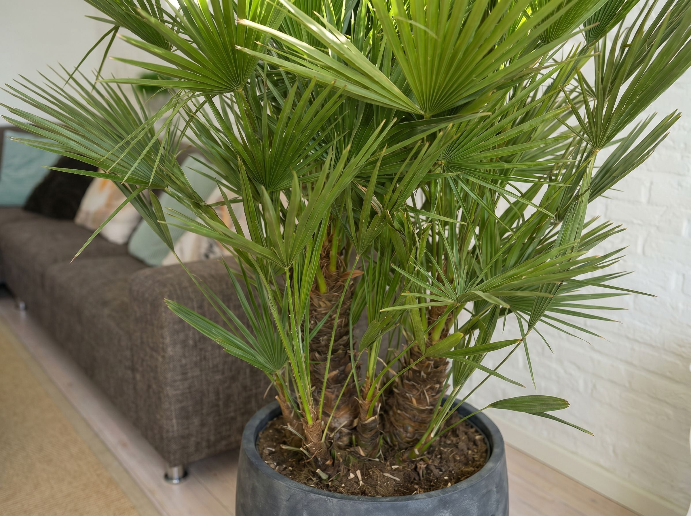 Chamaerops Humilis multi stam bladstructuur close-up
