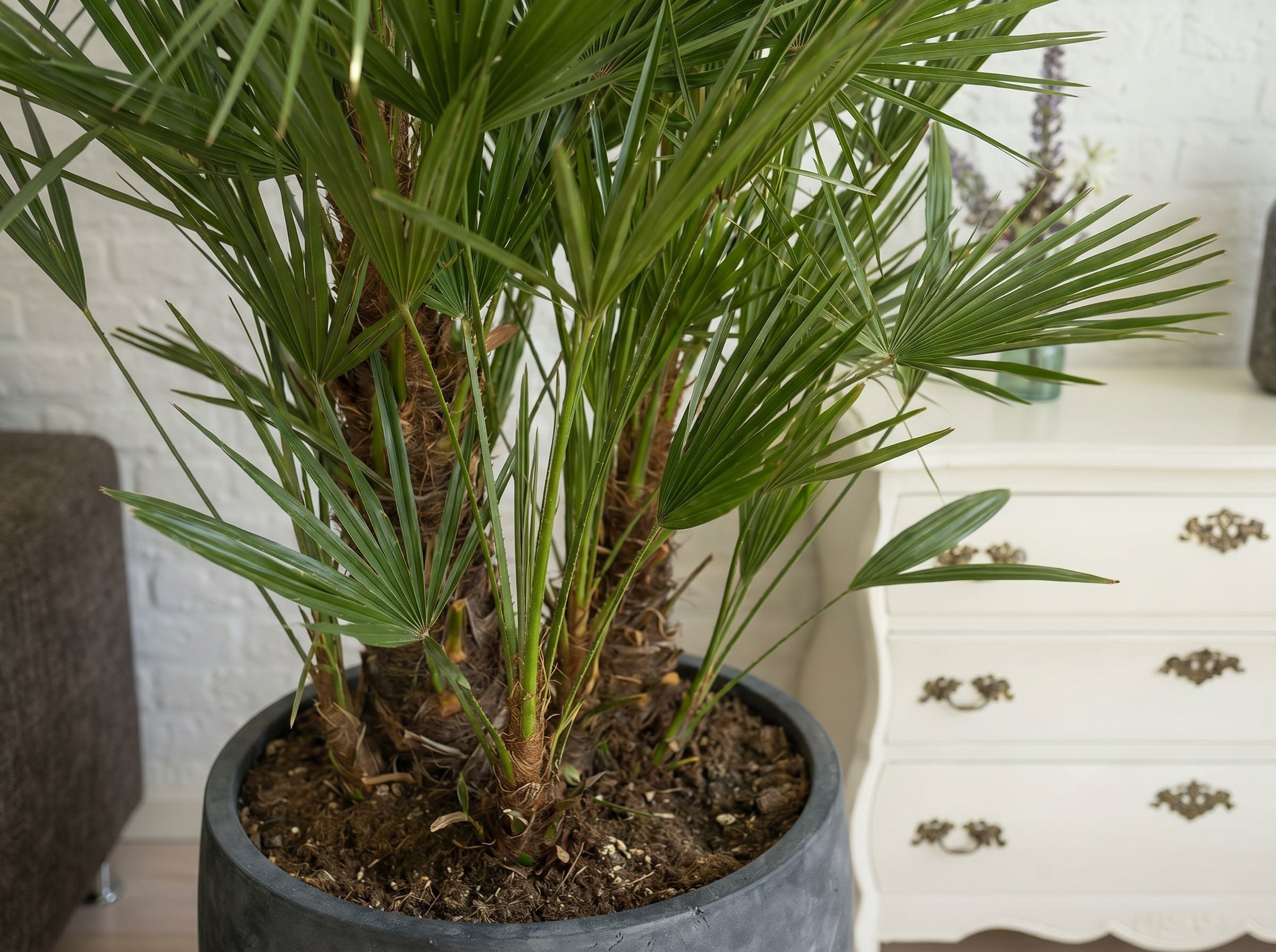 Chamaerops Humilis multi stam dwergpalm volledige plant