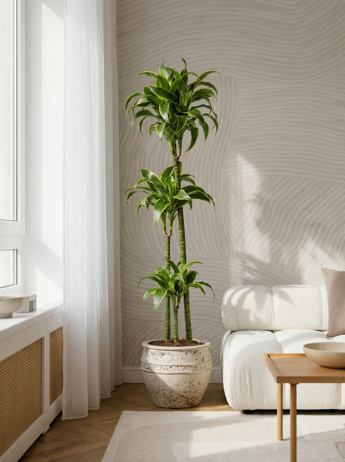 Dracaena Deremensis Dorado drakenbloedboom dorado 120–190 cm in mat keramische pot