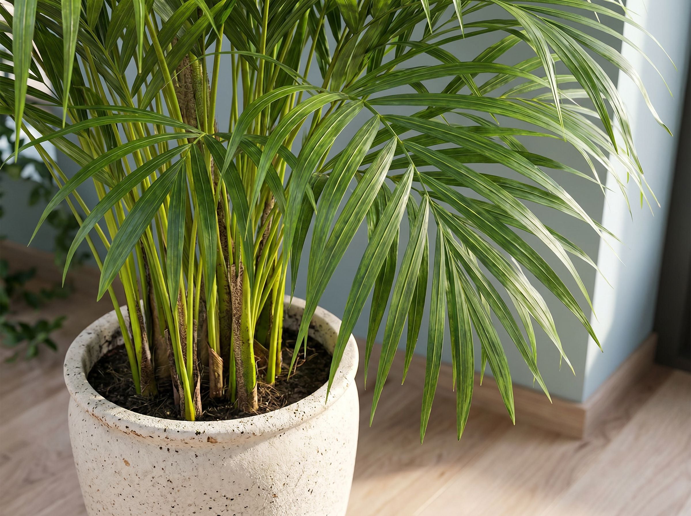 Dypsis Areca Lutescens goudpalm volledige plant