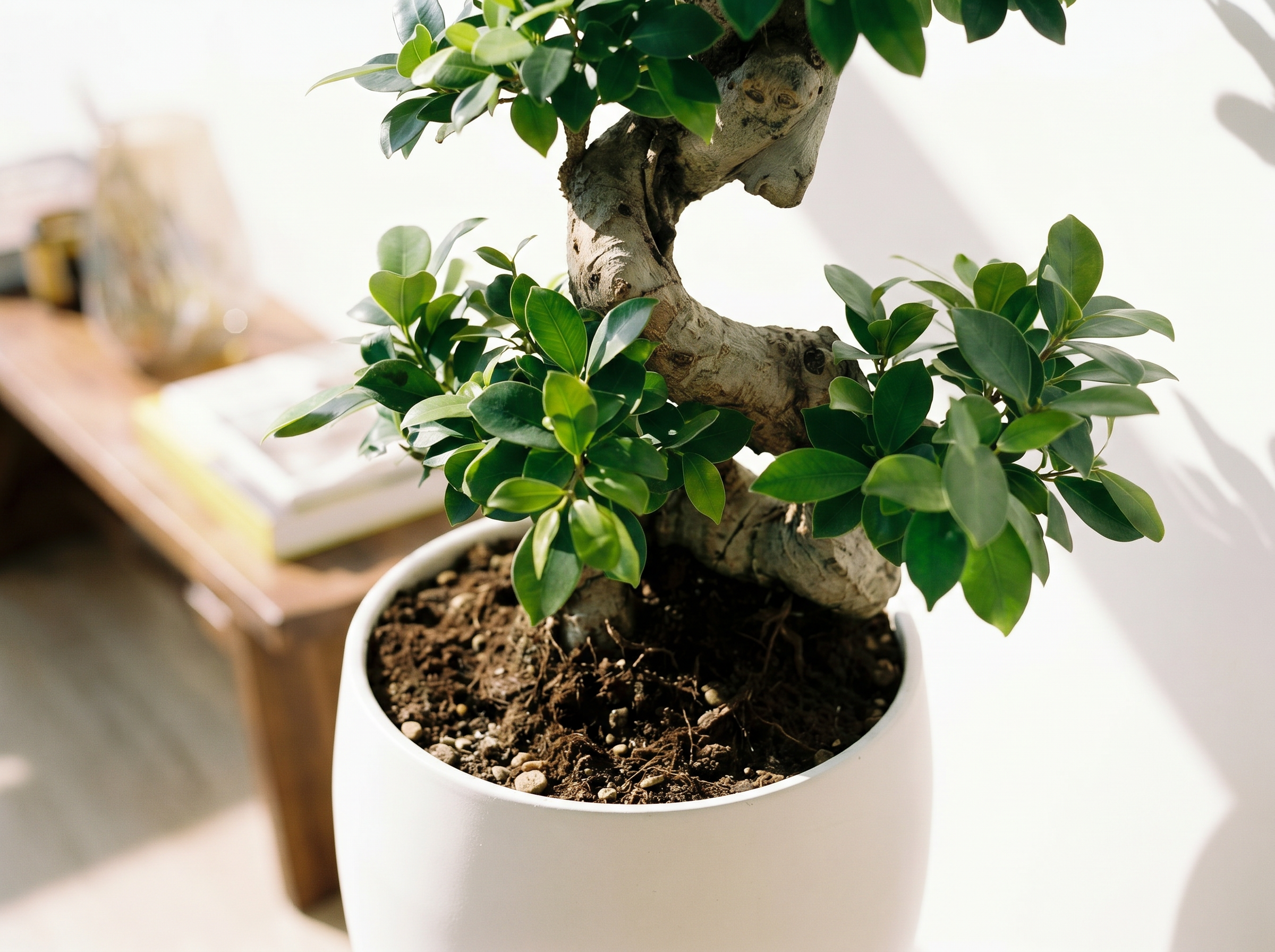 Ficus Ginseng bladstructuur close-up