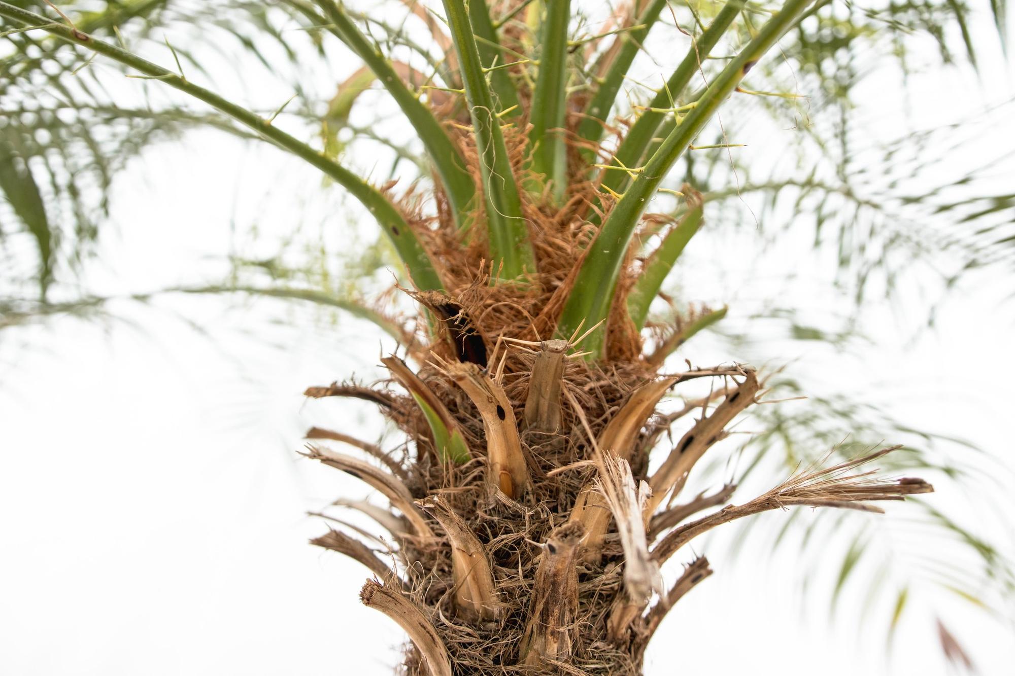 Phoenix Roebelenii bladstructuur close-up