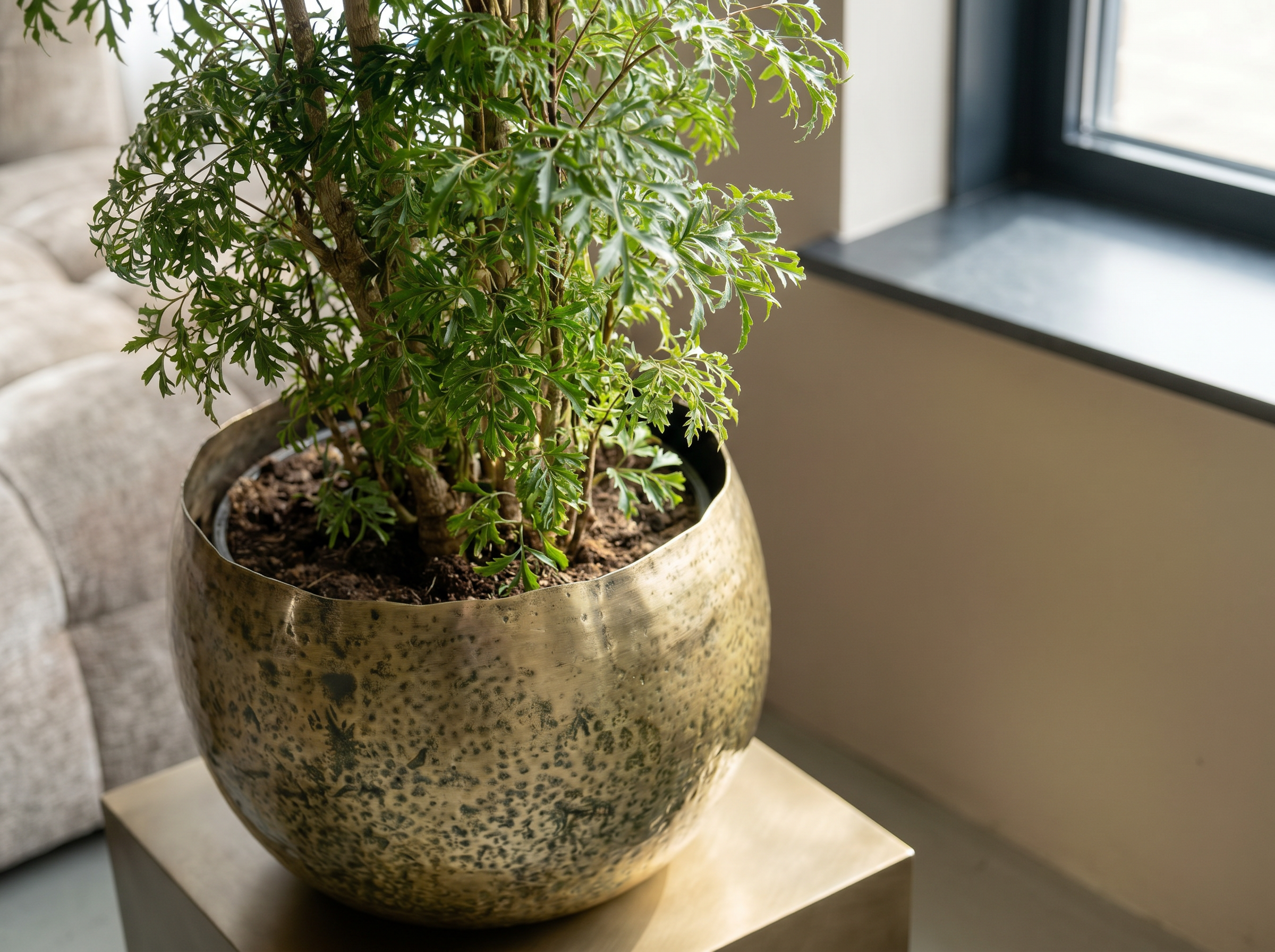 Polyscias Fruticosa (Aralia) bladstructuur close-up