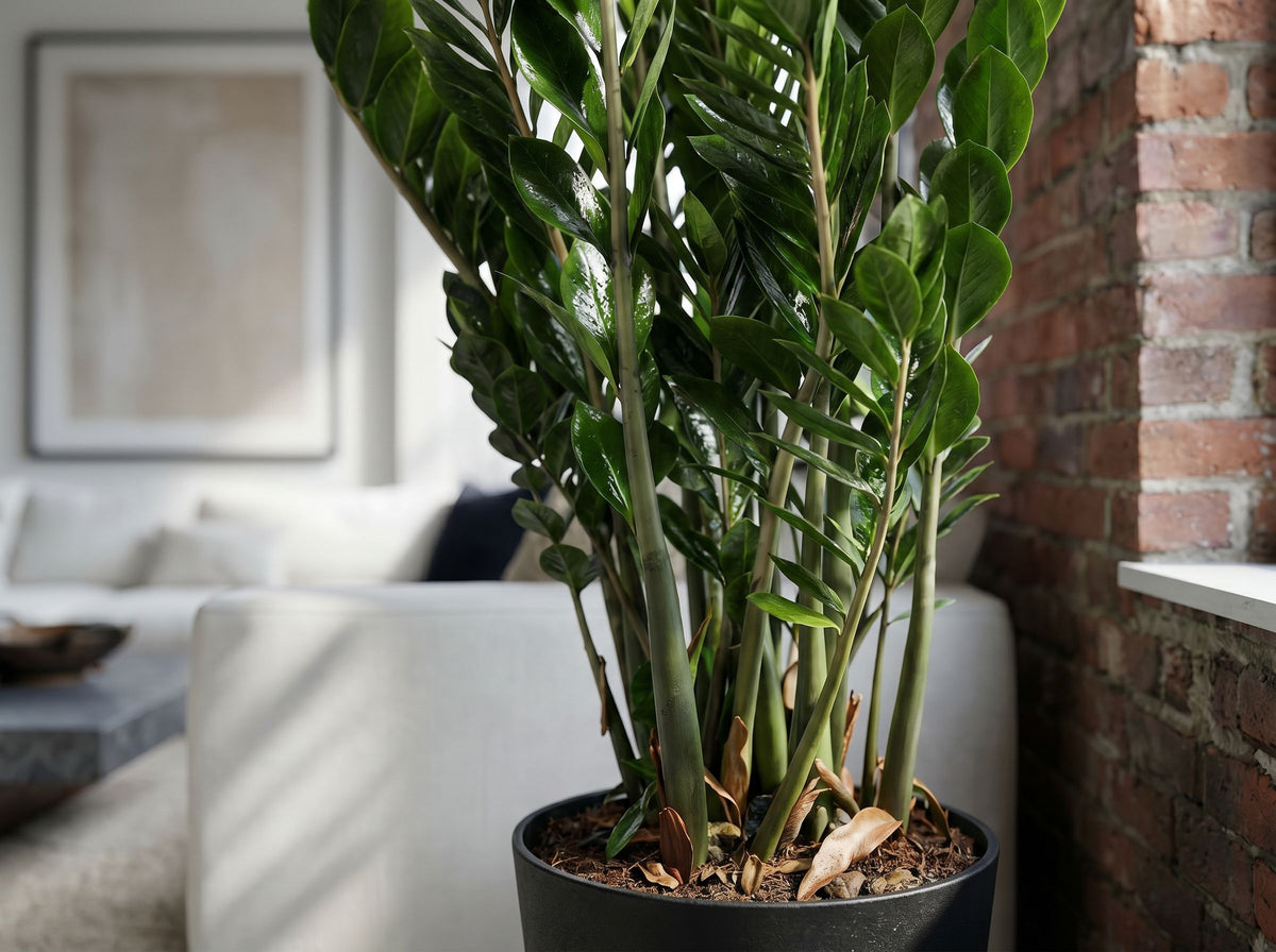 Zamioculcas in een warm minimalistisch interieur
