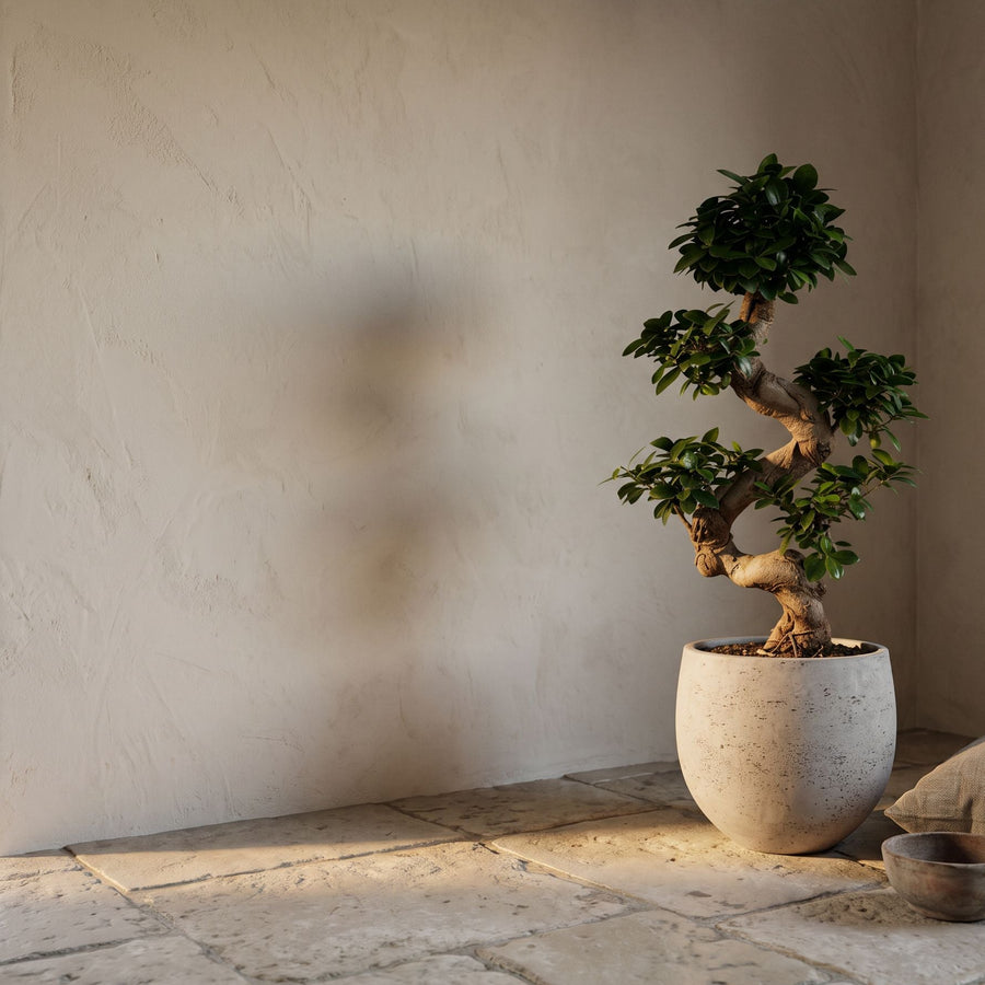 Bonsai op verweerd grijs - Ficus Microcarpa Ginseng in Orb Grey Washed