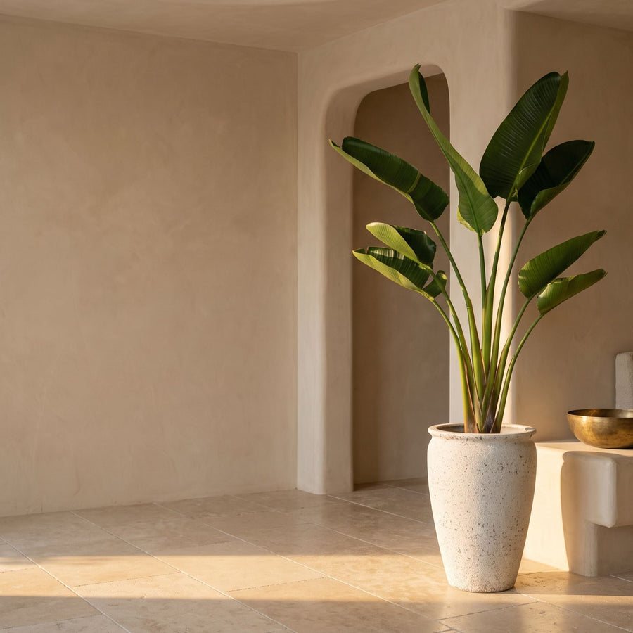 Paradijsvogel in witte zuil - Strelitzia Augusta in Artemis Chalk White