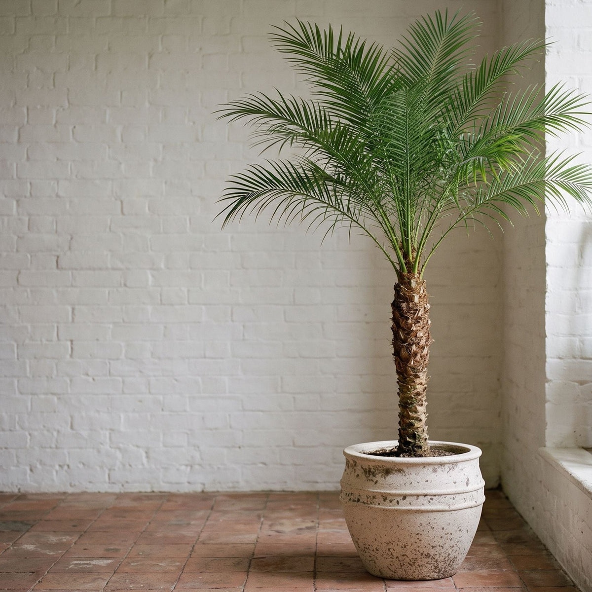 Phoenix Roebelenii op Stam dwergdadelpalm 100 cm in Athena Chalk White Ø29
