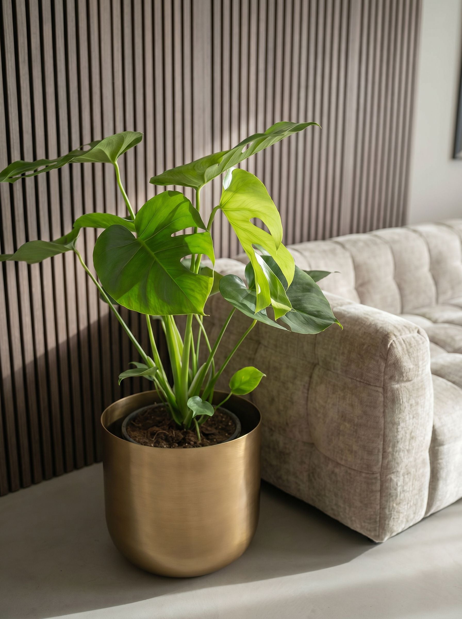 Monstera Deliciosa Tauerii met nieuwe pot