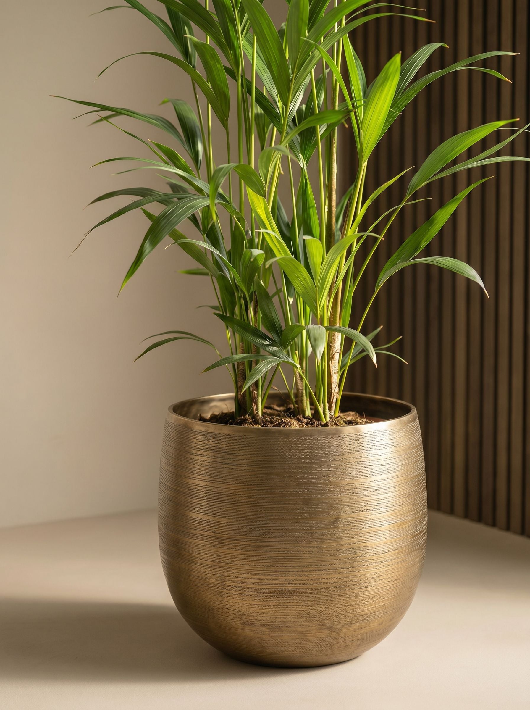Howea Forsteriana met nieuwe pot