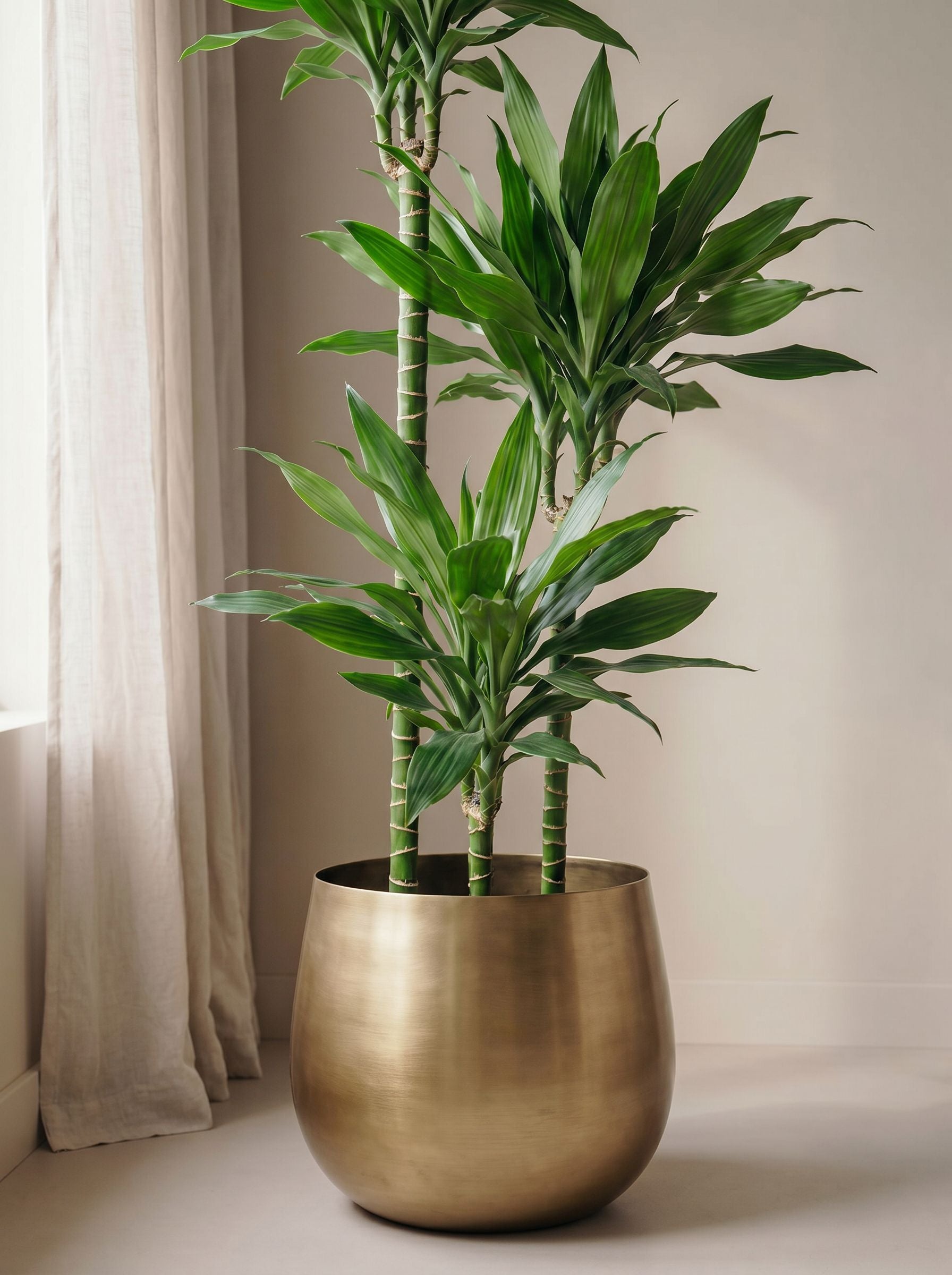 Dracaena Janet Lind XXL met nieuwe pot