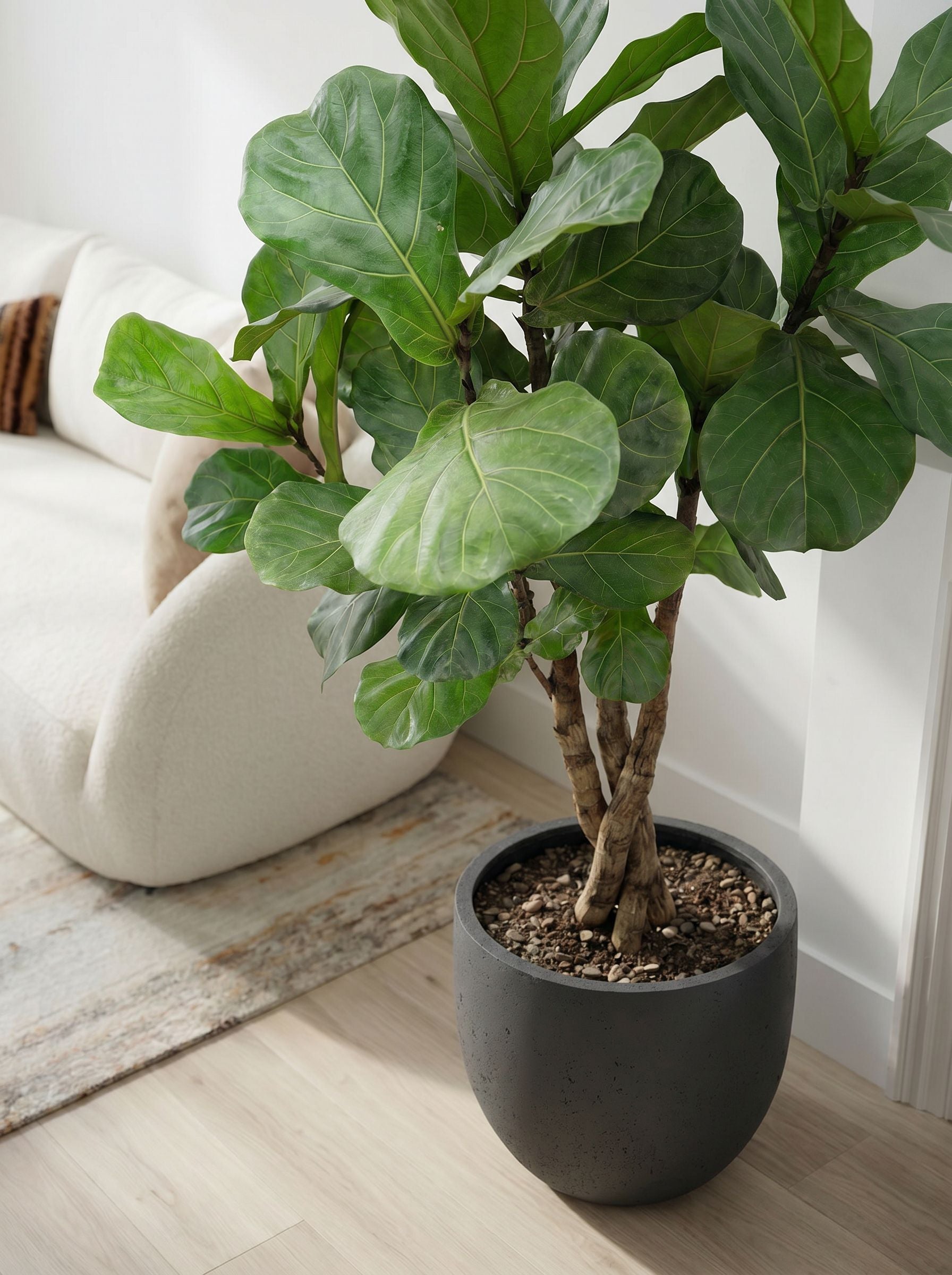 Ficus Lyrata vertakt XL met nieuwe pot