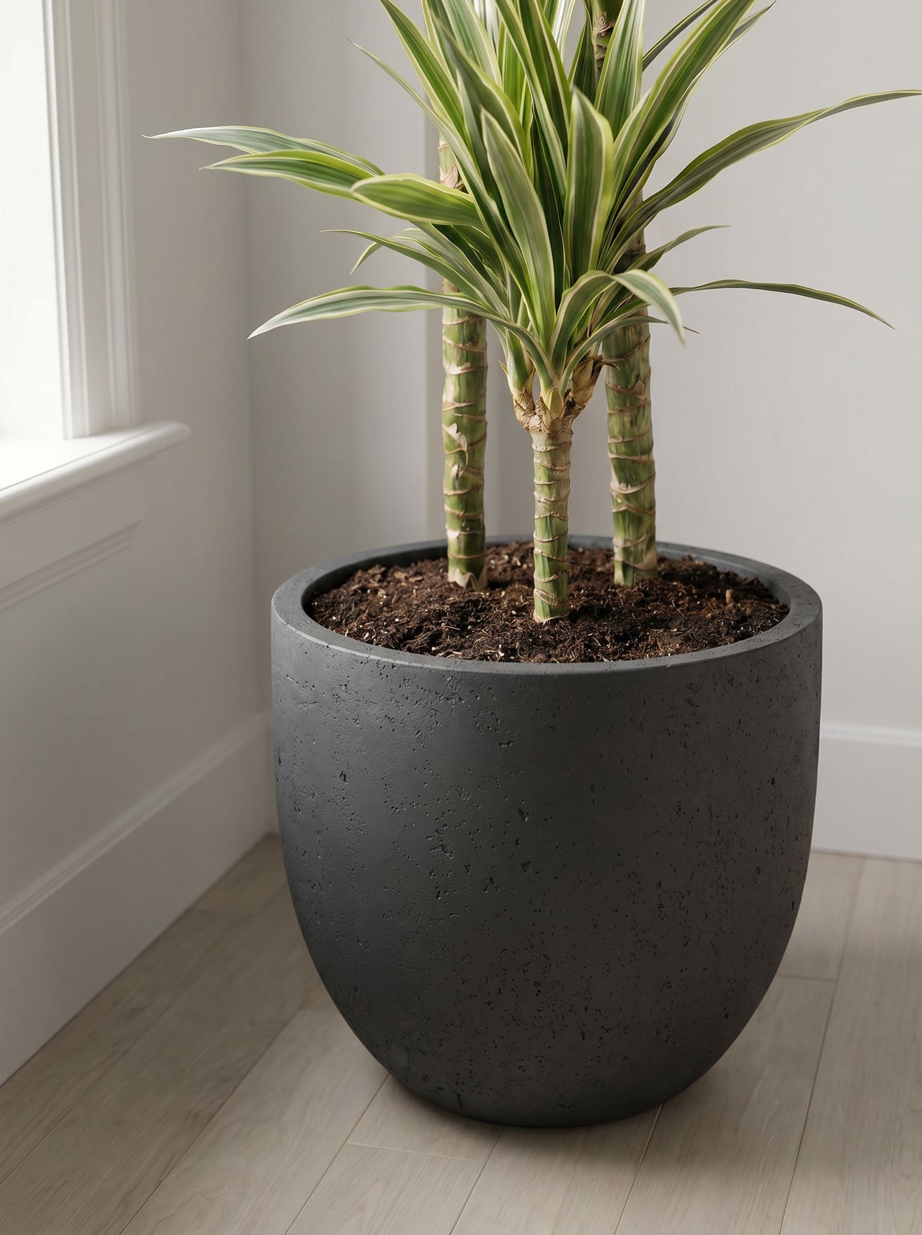 Dracaena Deremensis Hawaiian Sunshine met nieuwe pot