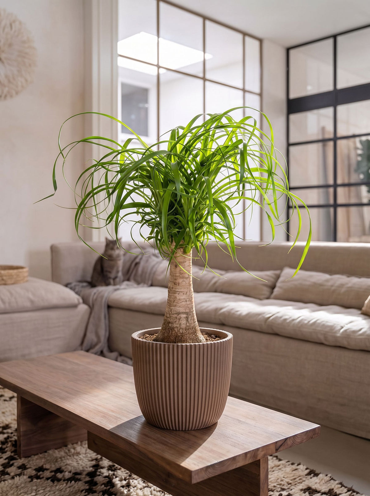 Beaucarnea Recurvata Stam in Nature Groove