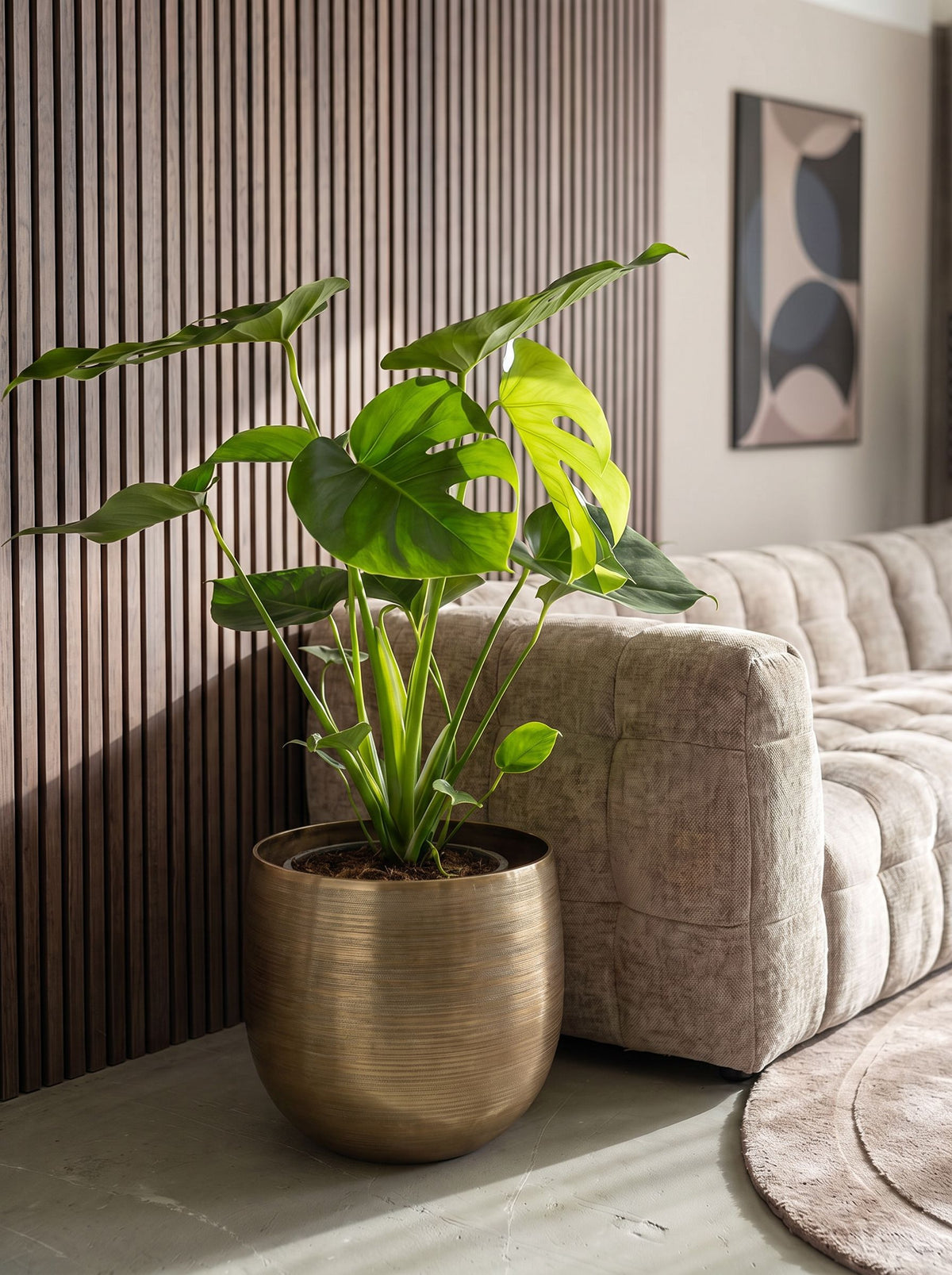 Monstera Deliciosa Tauerii in Rowen Gold