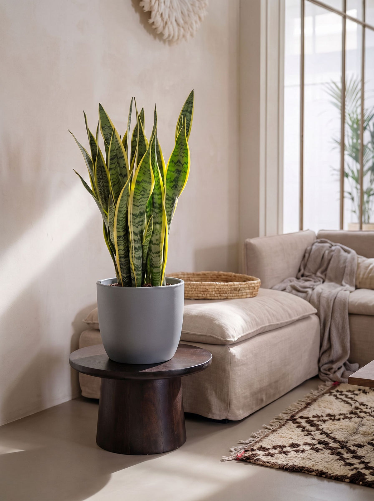 Sansevieria Trifasciata Laurentii in Marlow Antraciet