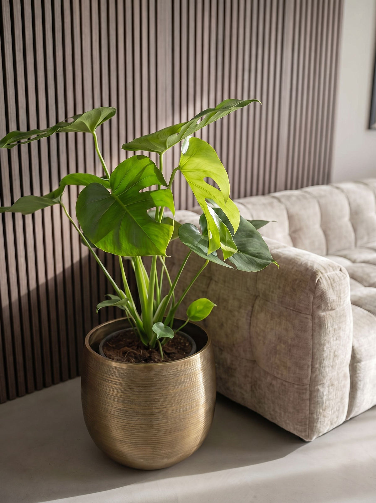 Monstera Deliciosa Tauerii in Rowen Gold