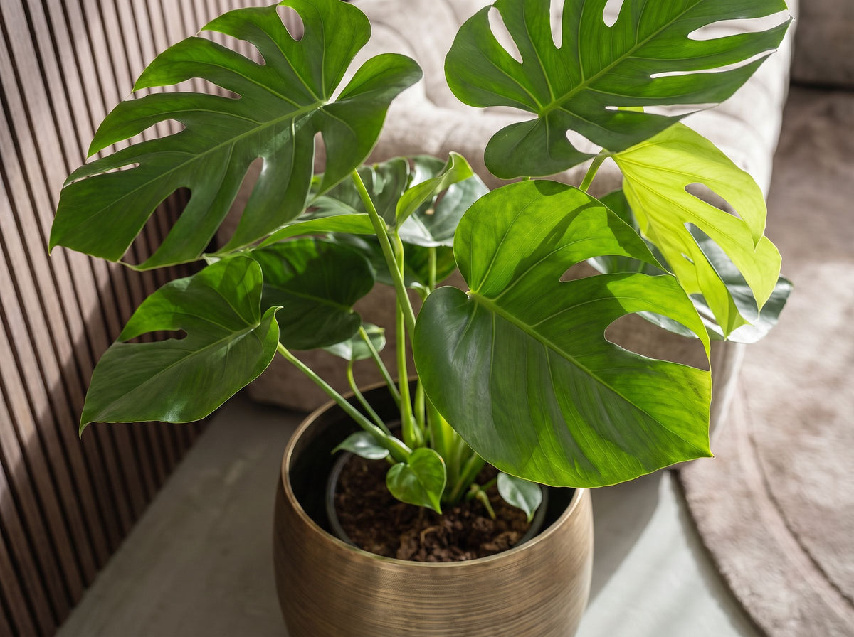 Monstera Deliciosa Tauerii in Rowen Gold