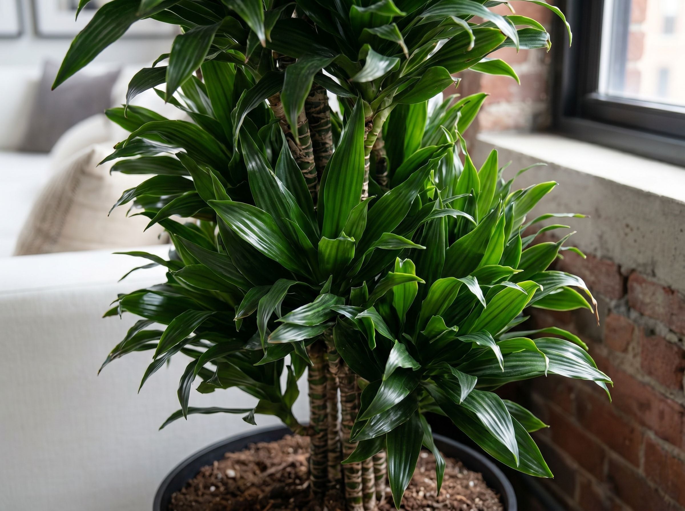 Dracaena Compacta vertakt in een matte pot in een industrieel interieur