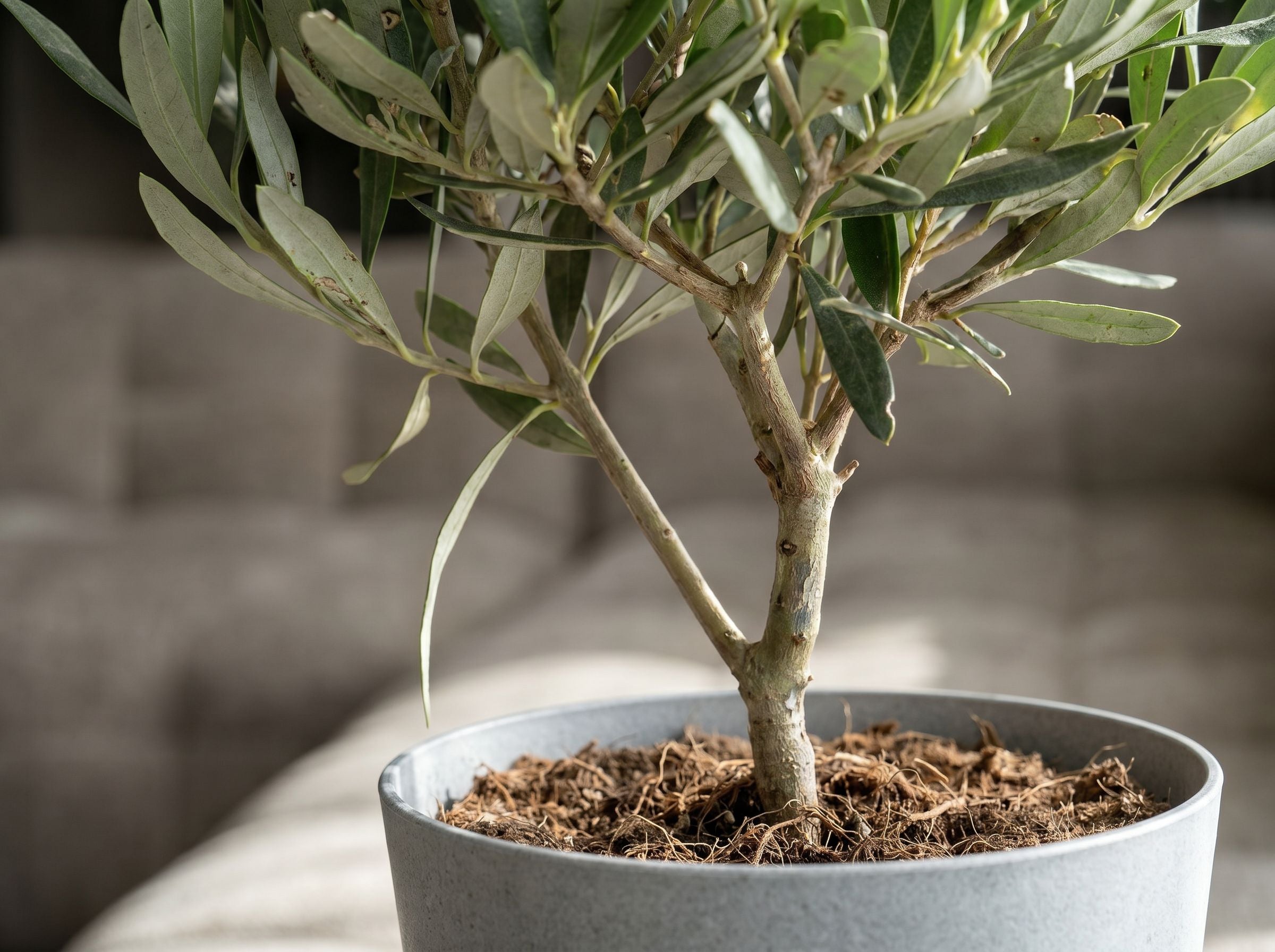Olea baby Olijf in een mat keramische pot op een vensterbank