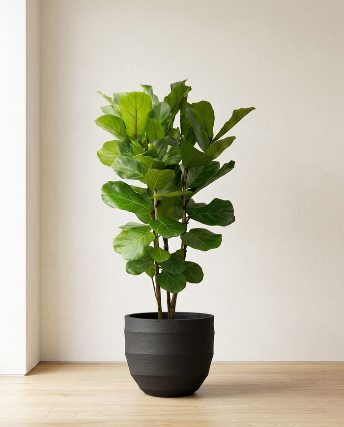 Ficus Lyrata struik