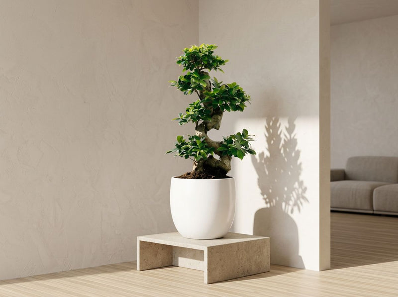 Ficus Ginseng