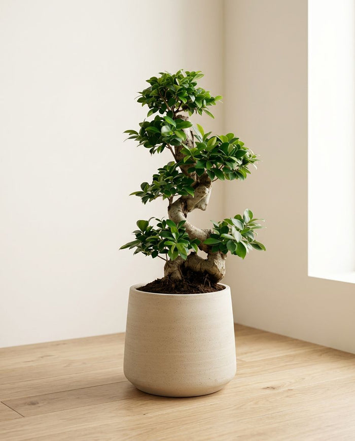 Ficus Ginseng