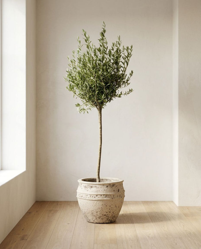 Olea Europaea op stam