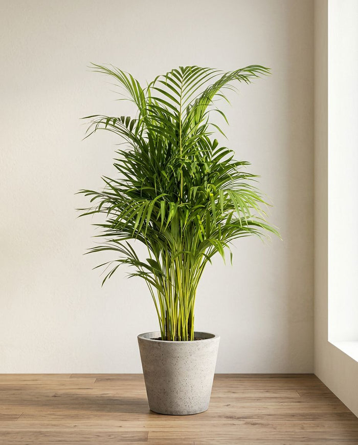 Dypsis Areca Lutescens