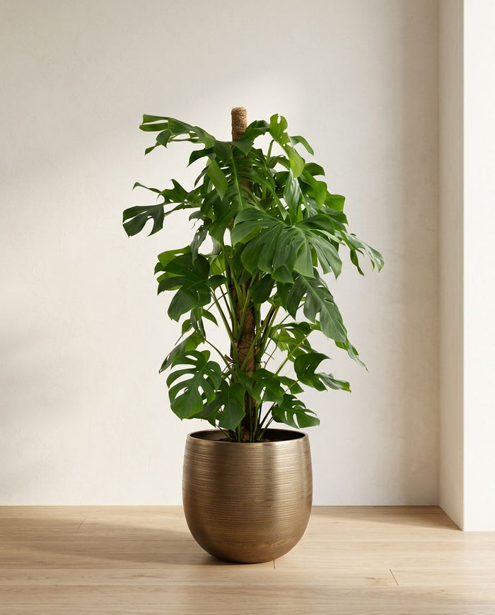 Monstera Deliciosa XL