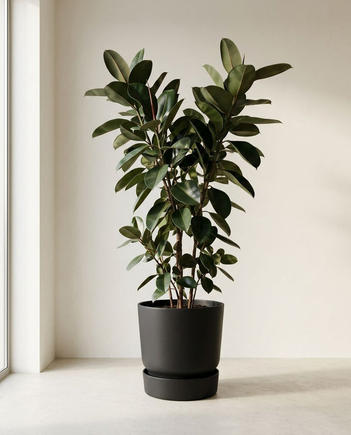 Ficus Elastica Burgundy