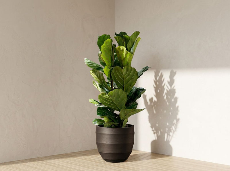 Ficus Lyrata struik