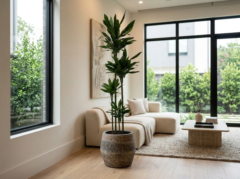 Dracaena Janet Lind XXL