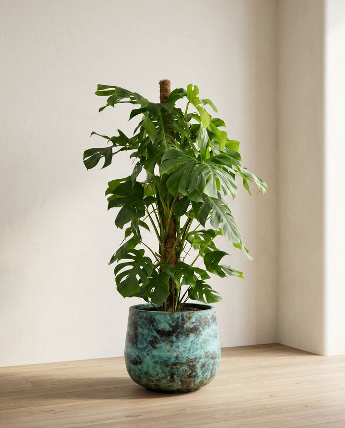 Monstera Deliciosa XL