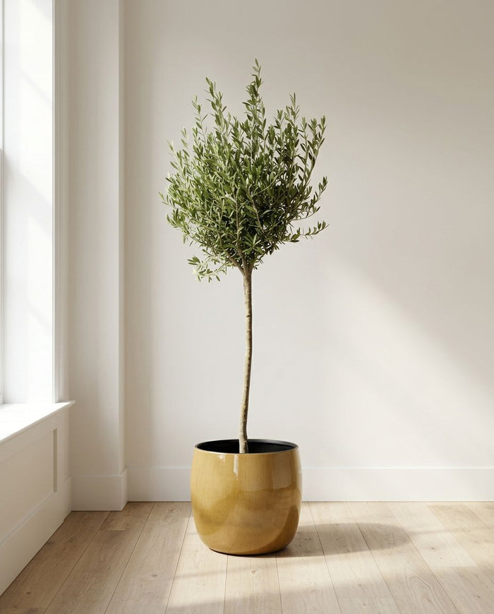 Olea Europaea op stam