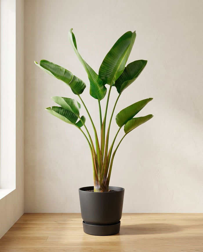 Strelitzia Augusta