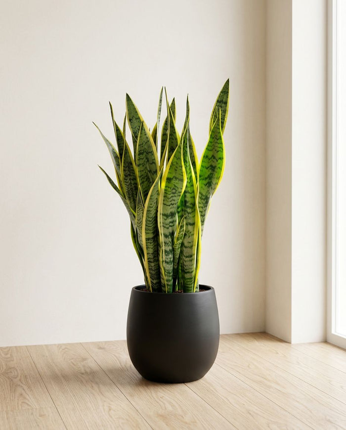 Sansevieria Trifasciata Laurentii