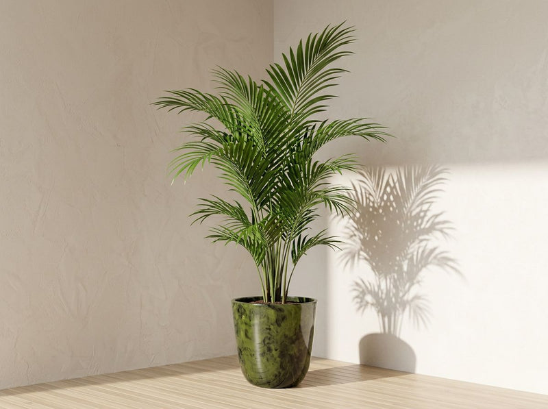 Howea Forsteriana