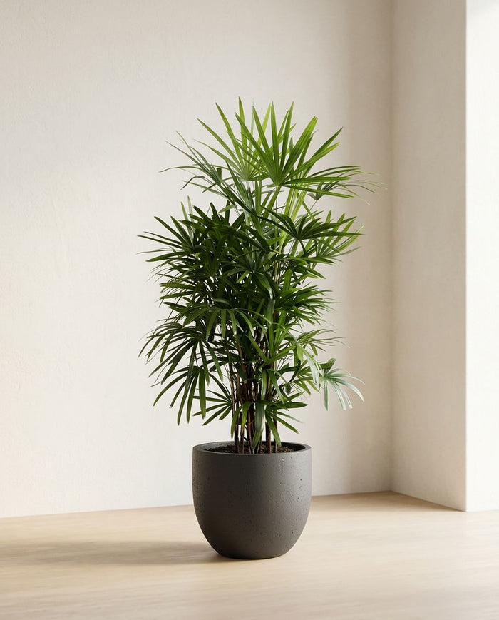 Rhapis Excelsa
