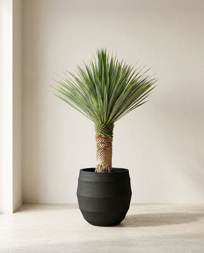 Yucca Rostrata
