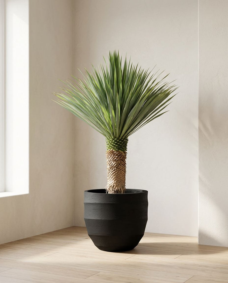 Yucca Rostrata