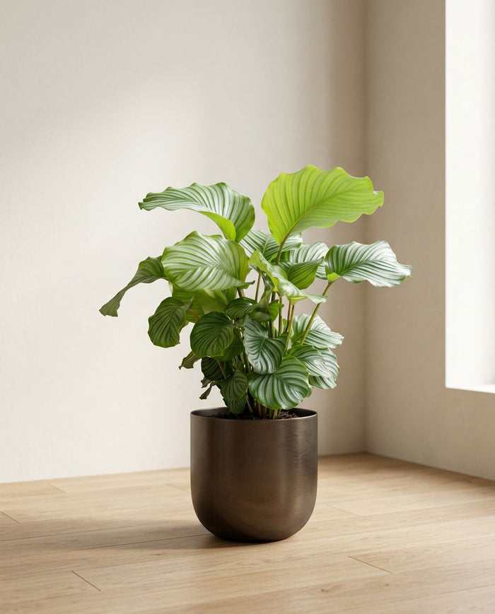 Calathea Orbifolia